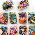 Real Dried Flowers Plants Pressed For Resin Jewellery Making Craft DIY Accessory. 