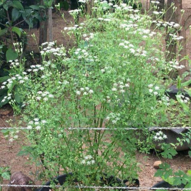 Asamodagam%20Seeds%20%E0%B6%85%E0%B7%83%E0%B6%B8%E0%B7%9D%E0%B6%AF%E0%B6%9C%E0%B6%B8%E0%B7%8A%20%E0%B6%B6%E0%B7%93%E0%B6%A2%20Trachyspermum%20roxburghianum%201g%20-%20Image%204