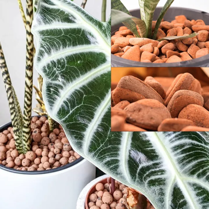 2Kg%20Hydroponic%20expanded%20Clay%20Pebbles%7C%20%20LECA%20Soil%20Ball%20Growing%20Media%20-%20Image%205