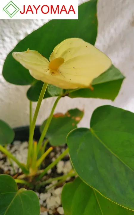 Anthurium%20plants%20-%20Vanilla%20Yellow%20-Bangkok%20variant%20-%20with%20flowers%20and%20pot%20for%20your%20loving%20home%20from%20JAYOMAA%20-%20Image%202