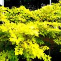 10 Pcs Kaha Karanda MAGUL KARANDA Tree Seeds For Planting Home. 