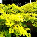10 Pcs Kaha Karanda MAGUL KARANDA Tree Seeds For Planting Home. 