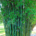 Green bamboo kola una plant. 