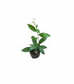 Yaki Naran plant , Naran pala, medicanal plant. 