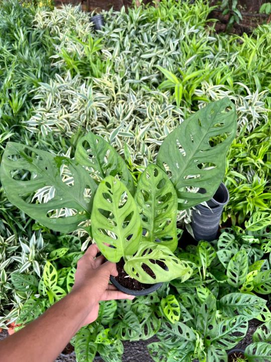 Sandriana%20Plants%20-%20Image%203