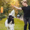 Funny Juice Bottle Shape Pet Latex Toys Bite Resistant Colorful Pet Chew Toy Soft Dog Squeaky Sound Toy Cleaning Tooth. 