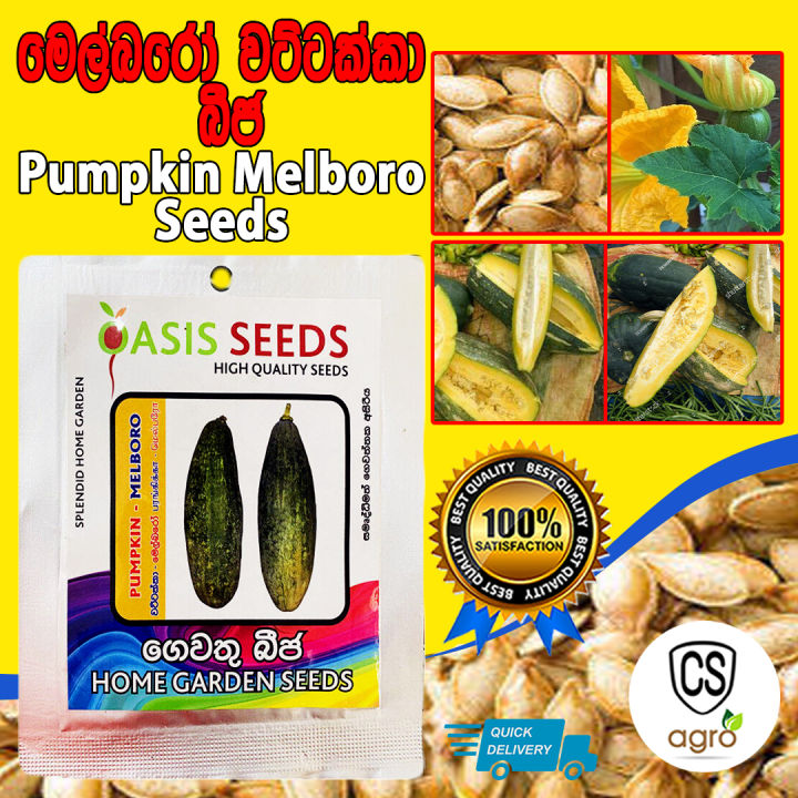 Pumpkin Melboro Seeds Gardening Quality Seeds Agriculture Home