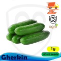 Gherkin Green Cucumber Seeds Home Garden Plant Vegetable Hybrid F1. 