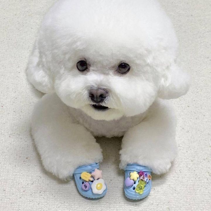 VibeVendor%20Pet%20Shoes%20Korean%20Pet%20Dog%20Shoes%20Wear%20Resistant%20Breathable%20Crocs%20Beach%20Shoes%20for%20Dogs%20Outdoor%20Shoes%20for%20Cats%20and%20Dogs%20Cat%20Slippers%20-%20Image%208