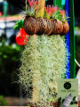 Air Plant- Spanish Moss -Tillandsia Usneoides Aka. 