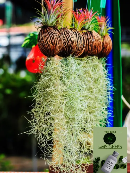 Air%20Plant-%20Spanish%20Moss%20-Tillandsia%20Usneoides%20Aka%20-%20Image%202
