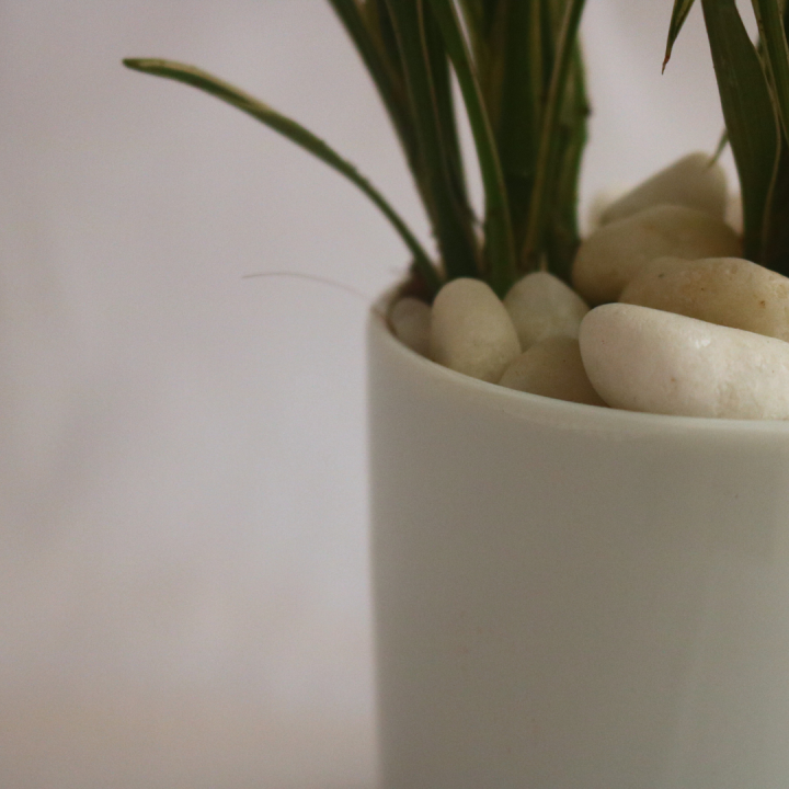 CERES%20plant%20with%20Ceramic%20Pot%20-%20Indoor%20Plant%20D%C3%A9cor%20%7C%20Fast%20Shipping%20-%20Image%204