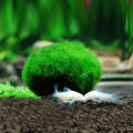 2-3cm Marimo Moss Balls Live Aquarium Plant Algae Fish Shrimp Tank Ornament. 