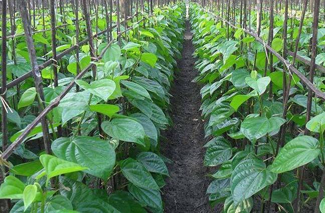 Bulath plant | Daraz.lk: Buy Online at Best Prices in Srilanka | Daraz.lk
