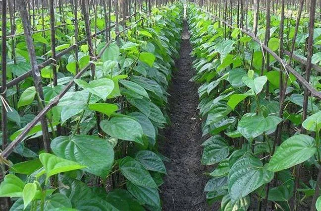 Bulath%20plant%20-%20Image%203