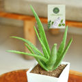 Aloe vera Herbal plant with White Pot. 