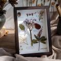 Exquisite Compact Usage Stylish 3d Effect Flower Display Frame Flower Display Frame For Students. 