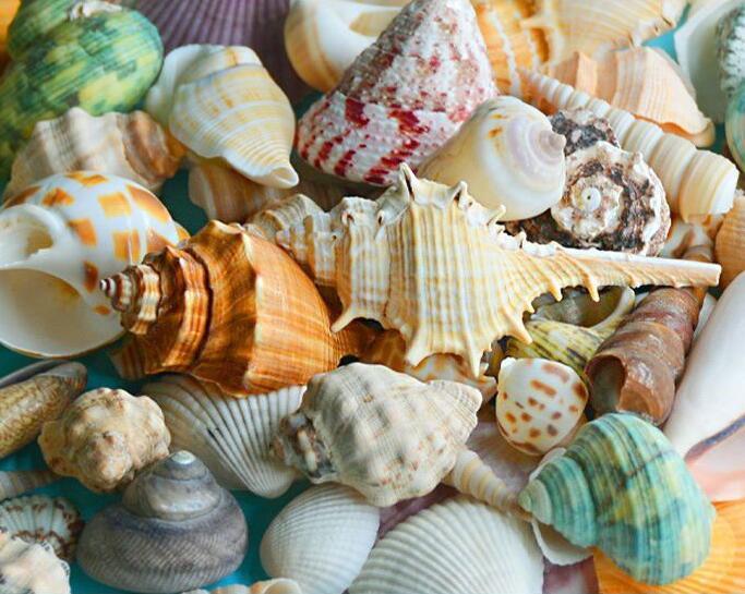 Mixed Conch Beach Shells Color And Style Shells Natural Aquarium ...