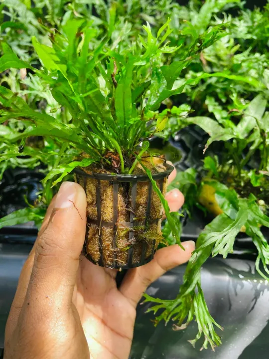 Windelov%20fern%20small%20size%7Clow%20tech%20%7C%20low%20maintain%20%7C%20low%20light%20-%20Image%205