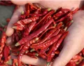 Dry chili 1 kg. 
