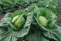 F1 Hybrid Cabbage Japan AS-39 Seeds Gowa Beeja දෙමුහුන් ගෝවා බීජ 10g. 
