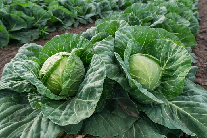 F1%20Hybrid%20Cabbage%20Japan%20AS-39%20Seeds%20Gowa%20Beeja%20%E0%B6%AF%E0%B7%99%E0%B6%B8%E0%B7%94%E0%B7%84%E0%B7%94%E0%B6%B1%E0%B7%8A%20%E0%B6%9C%E0%B7%9D%E0%B7%80%E0%B7%8F%20%E0%B6%B6%E0%B7%93%E0%B6%A2%2010g%20-%20Image%205