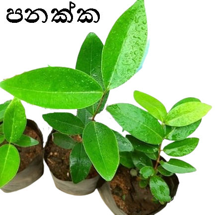Panakka (පානක්කා) Piyari (පියරි )medical plant