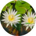 Natural Bangkok Water Lily Plants With Flowers Flower Manel  Plant Natural. 