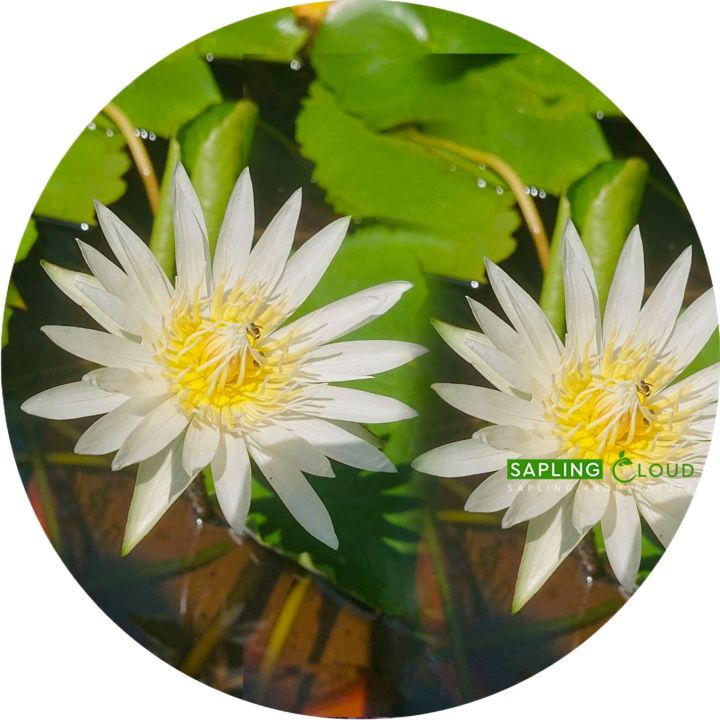 Natural%20Bangkok%20Water%20Lily%20Plants%20With%20Flowers%20Flower%20Manel%20%20Plant%20Natural%20-%20Image%202