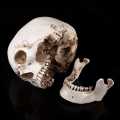 Life Size 1:1 Resin Human Skull Model Anatomical Medical Teaching Skeleton Head. 