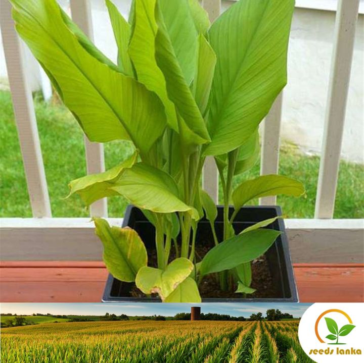 3%20Turmeric%20Rhizomes/%20plants%20%E0%B6%B6%E0%B7%93%E0%B6%A2%20%E0%B6%9A%E0%B7%84%20Kaha%20for%20Natural%20Organic%20Farming%20Vegetable,%20Fruit%20&%20flower%20Seed%20-%20Image%204