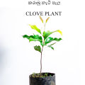 Karabu nati clove plant. 