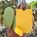 Mango Covering Bags Fruit Protection Bag TJC. 