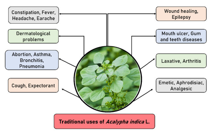 Kuppameniya%20Leaf%20Powder%20100g%20-%20Image%203