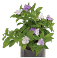 Yesterday Today and Tomorrow Flower plant. 