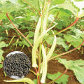 Okra M.I.5 Seeds Banndakka Beeja 50g බණ්ඩක්කා බීජ Home Gardening Agriculture. 