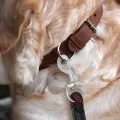 Extra Thick Premium Nylon Rope Leash with Strong Hook Training and Walking Dog Leash 6 Feet,L-183 Cm. 