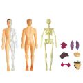 3D Human Body Anatomy Model Plastic DIY Skeleton Science Aids s. 