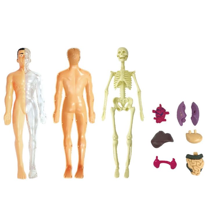 3D%20Human%20Body%20Anatomy%20Model%20Plastic%20DIY%20Skeleton%20Science%20Aids%20s%20-%20Image%204