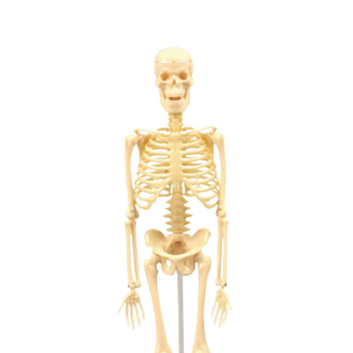 Skeleton%20Model%20Practical%20Ability%20Smooth%20Plastic%20Biological%20%20Science%20Learning%20Kit%20for%20Kids%20-%20Image%205