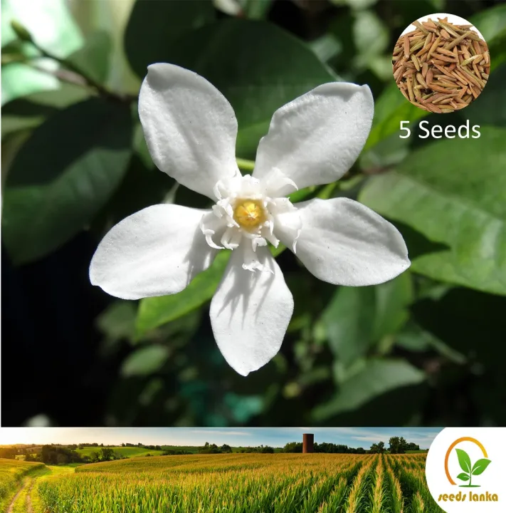 %E0%B6%89%E0%B6%AF%E0%B7%8A%E0%B6%AF%20Idda%205%20Seeds%20(Walidda%20antidysenterica)%20for%20Natural%20Organic%20Farming%20Vegetable,%20Fruit%20&%20flower%20Seed%20-%20Image%203