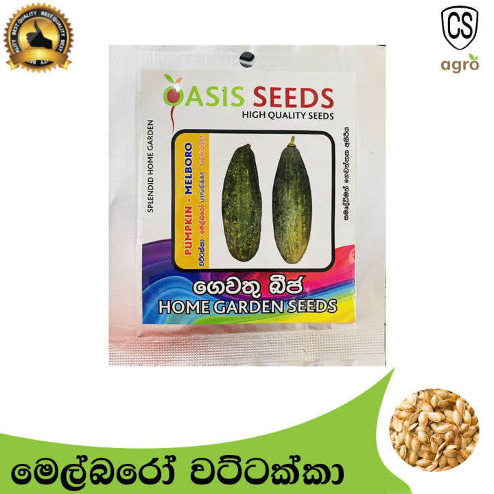 Pumpkin%20Melboro%20Seeds%20Gardening%20Quality%20Seeds%20Agriculture%20Home%20-%20Image%202