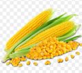 Bada Iringu/Corn Seeds For Home Garden. 