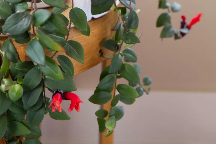 Lipstick%20plant%20-%20Image%203