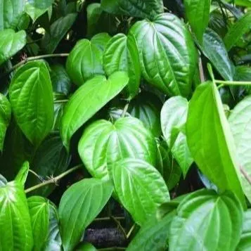 Betel%20Plant/Live%20Plant/%E0%B6%B6%E0%B7%94%E0%B6%BD%E0%B6%AD%E0%B7%8A/Medicinal%20Plant(Null)%20-%20Image%202