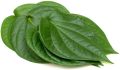 Betel Plant/Live Plant/බුලත්/Medicinal Plant(Null). 
