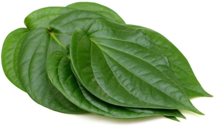 Betel Plant/Live Plant/බුලත්/Medicinal Plant(Null)
