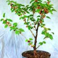 malberry plant/malberry/fruit plant/plants. 