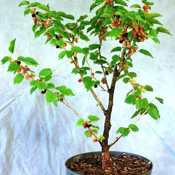 malberry%20plant/malberry/fruit%20plant/plants%20-%20Image%203
