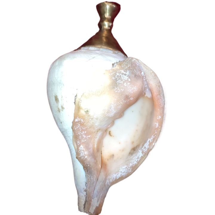 Sri%20Lankan%20Traditional%20Hakgediya%20Blowing%20Conch%20Shell%20with%20Brass%20Mouthpiece%20%7C%20Hakgediya%20(%E0%B7%84%E0%B6%9A%E0%B7%8A%E0%B6%9C%E0%B7%99%E0%B6%A9%E0%B7%92%E0%B6%BA)%20Large%20Sea%20Mollusk%20Shell%20Trumpet%20%7C%20Cultural%20Instrument%20for%20Festivals,%20Weddings%20&%20Auspicious%20Ceremonies%20%7C%20Traditional%20Blowing%20Conch%20Shell%20-%20Image%208